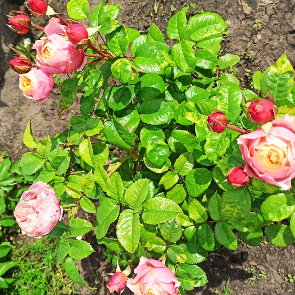 превью изображения отзыва