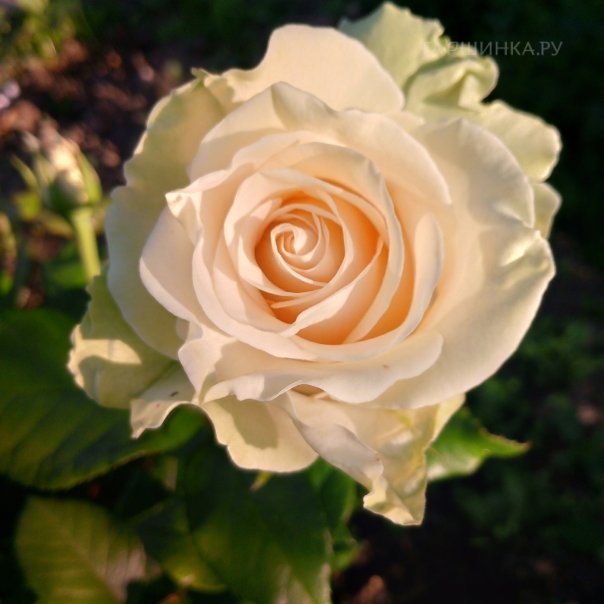 превью изображения отзыва