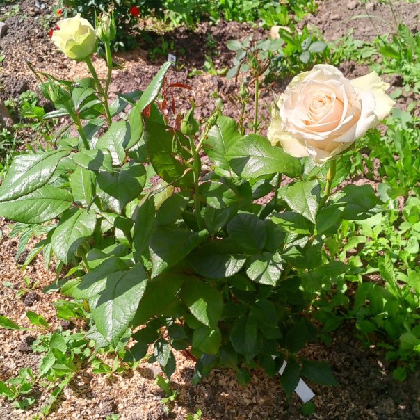 превью изображения отзыва