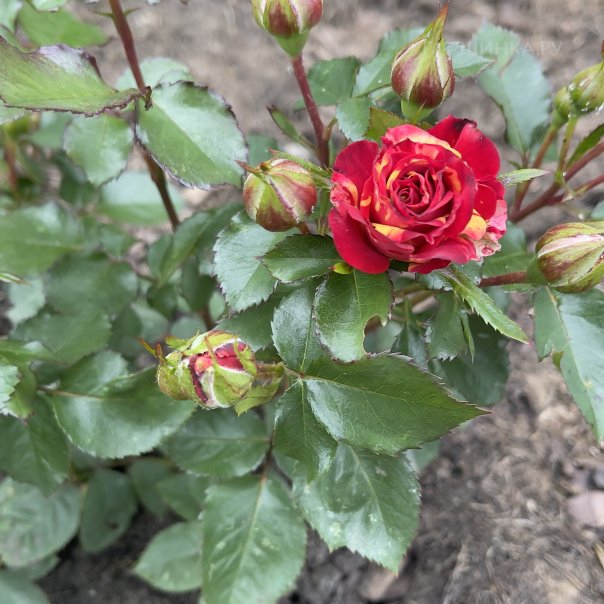 превью изображения отзыва