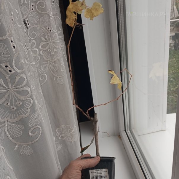 превью изображения отзыва