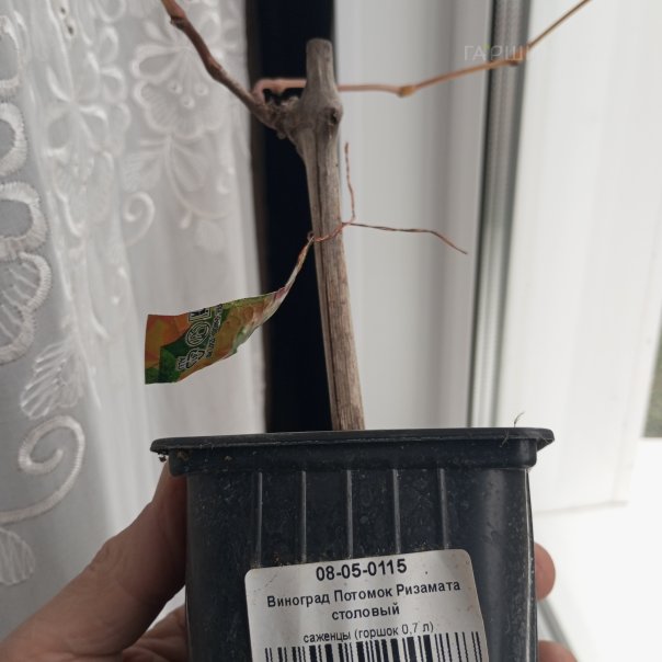 превью изображения отзыва