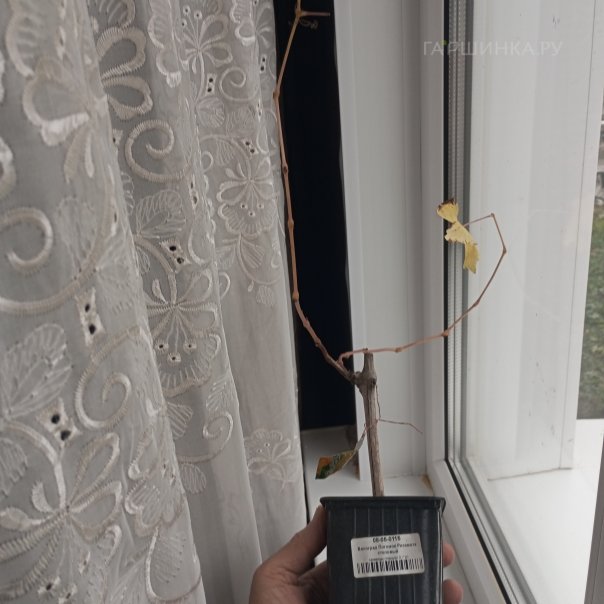 превью изображения отзыва