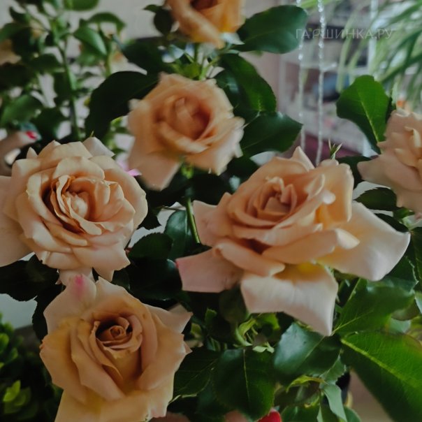 превью изображения отзыва