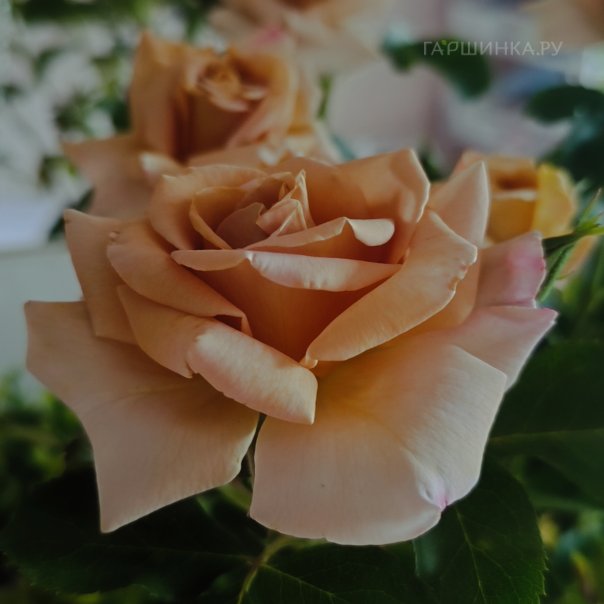 превью изображения отзыва