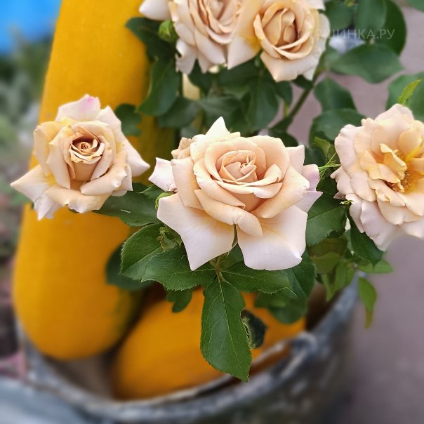 превью изображения отзыва