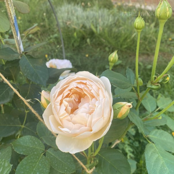 превью изображения отзыва