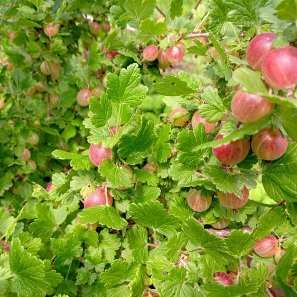 превью изображения отзыва