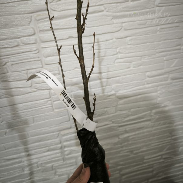 превью изображения отзыва