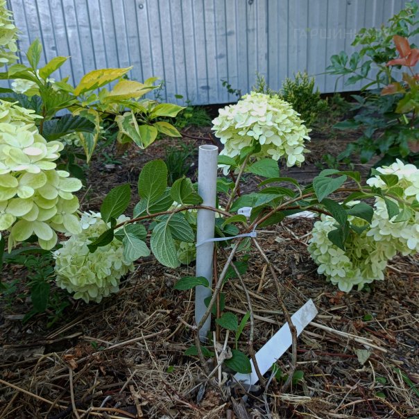 превью изображения отзыва