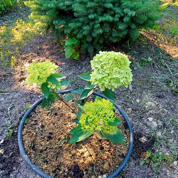 превью изображения отзыва