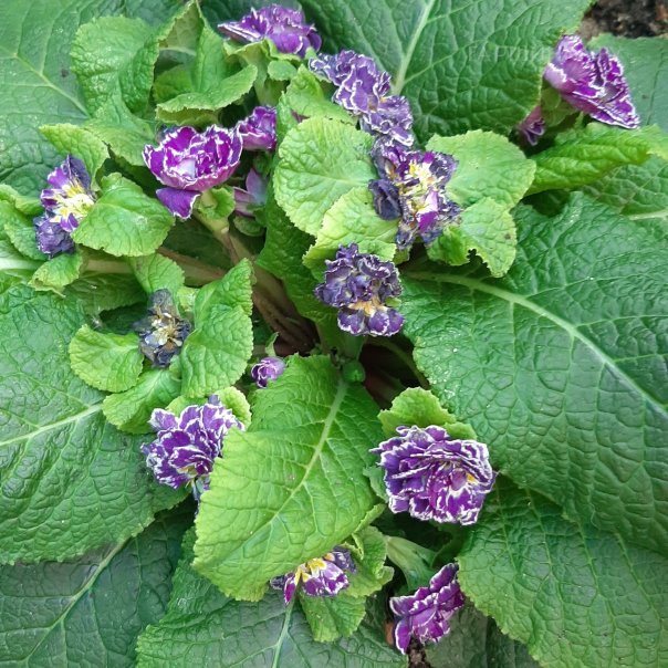 превью изображения отзыва