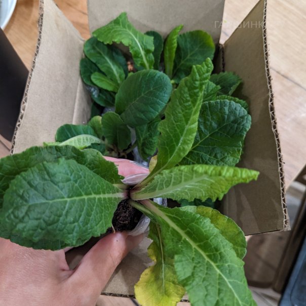 превью изображения отзыва