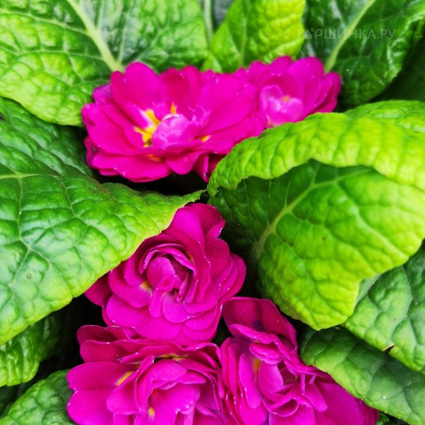 превью изображения отзыва