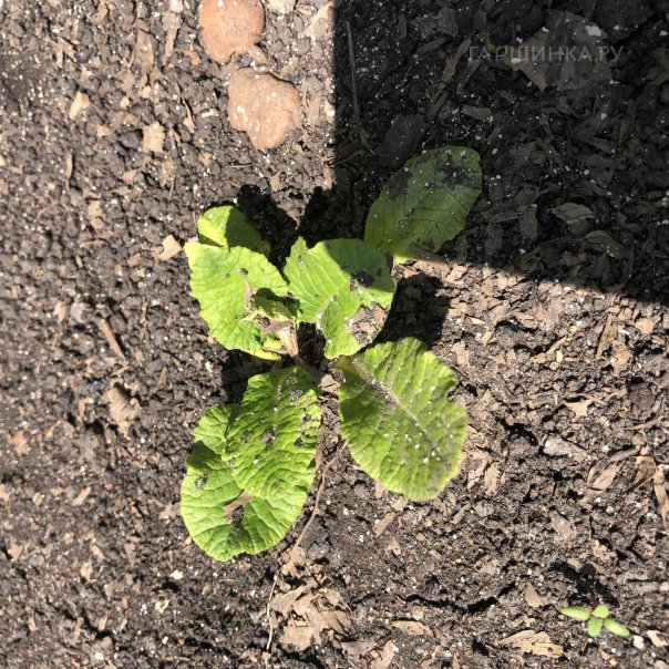 превью изображения отзыва