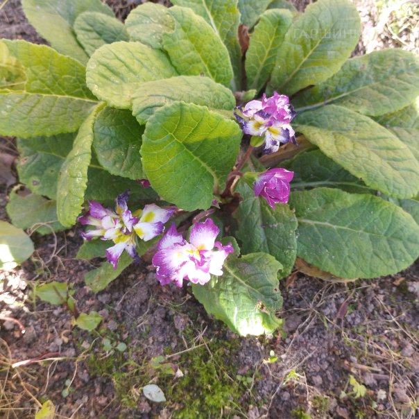 превью изображения отзыва