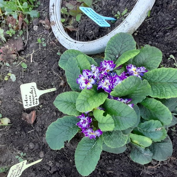 превью изображения отзыва