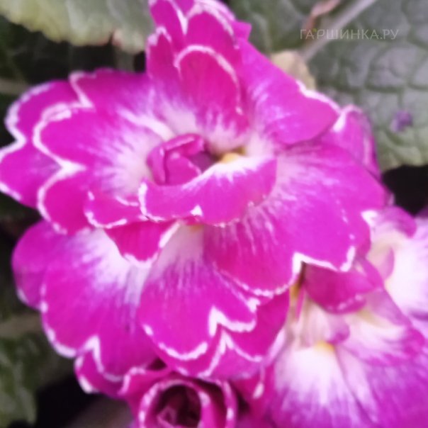 превью изображения отзыва