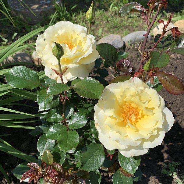 превью изображения отзыва