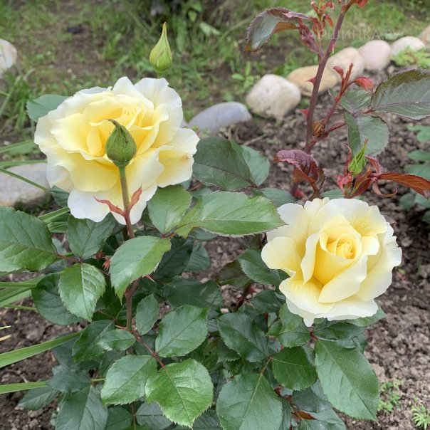 превью изображения отзыва