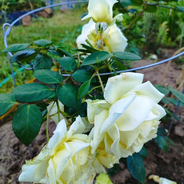 превью изображения отзыва