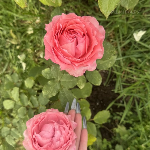 превью изображения отзыва