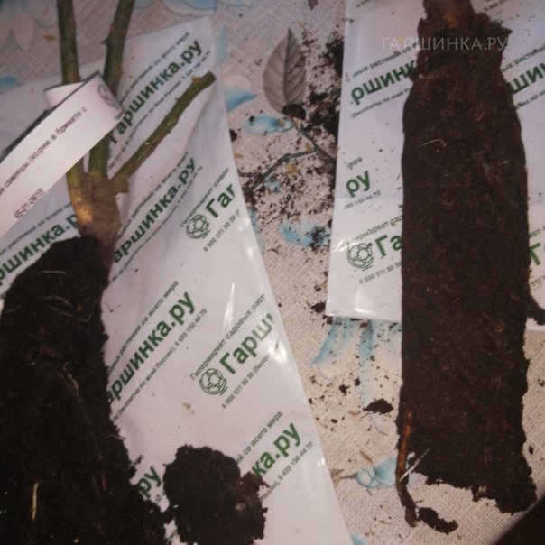 превью изображения отзыва