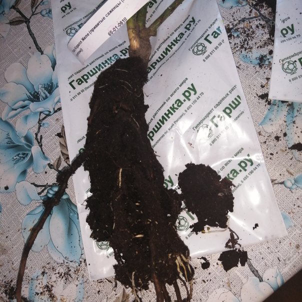 превью изображения отзыва