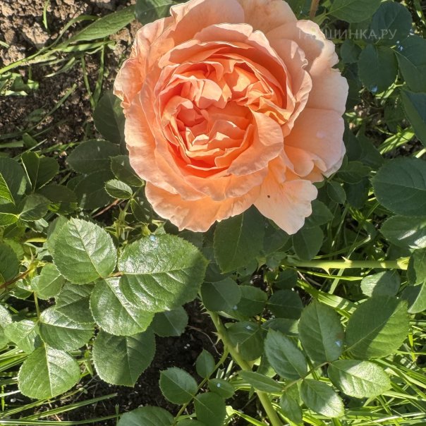 превью изображения отзыва