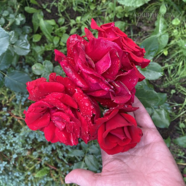 превью изображения отзыва