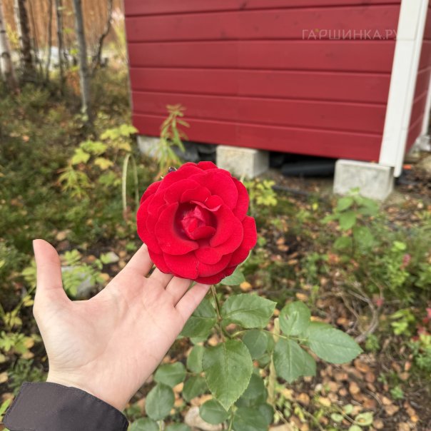 превью изображения отзыва