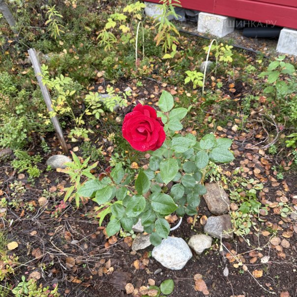 превью изображения отзыва