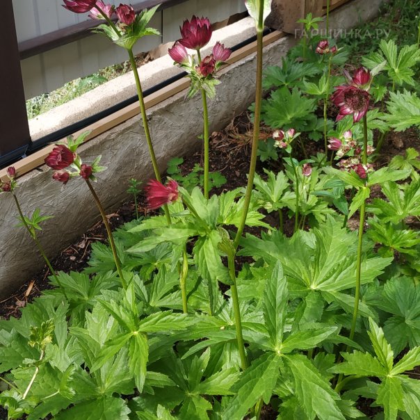 превью изображения отзыва