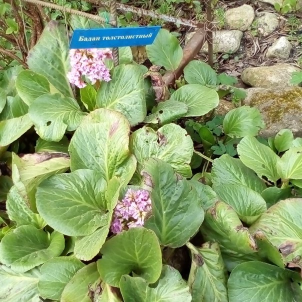 превью изображения отзыва