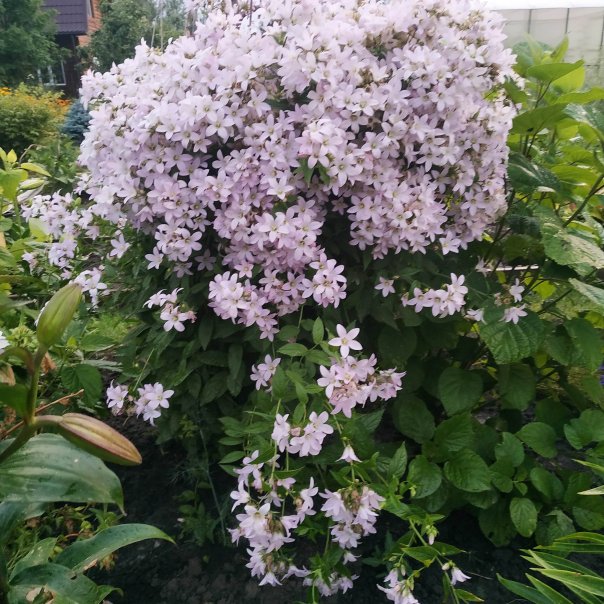 превью изображения отзыва