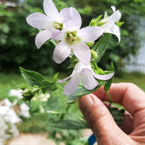 превью изображения отзыва