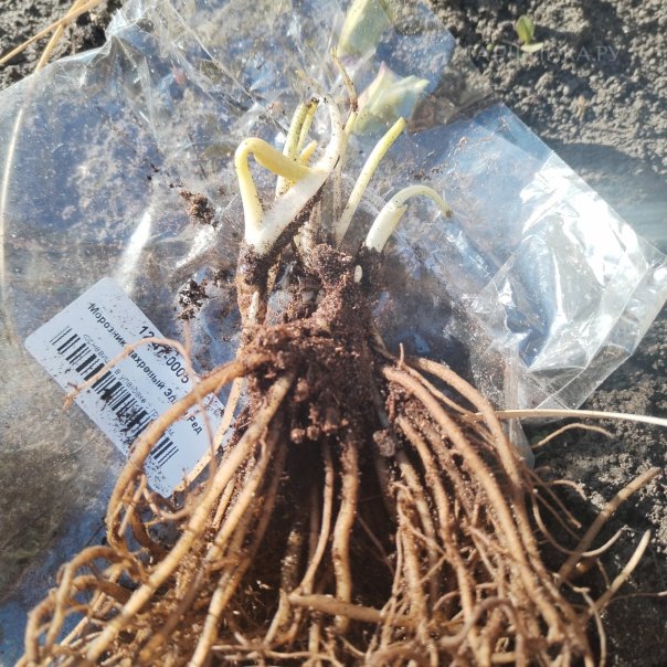 превью изображения отзыва