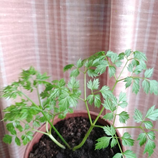 превью изображения отзыва