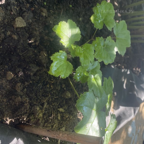 превью изображения отзыва