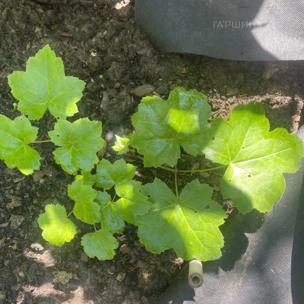 превью изображения отзыва