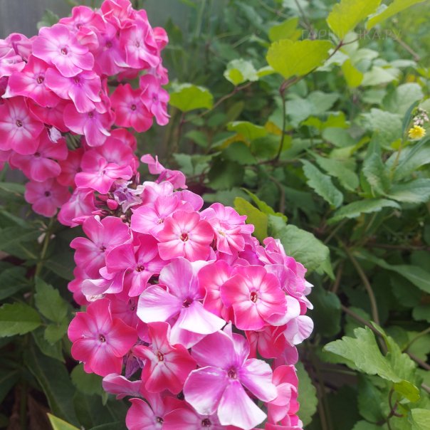 превью изображения отзыва