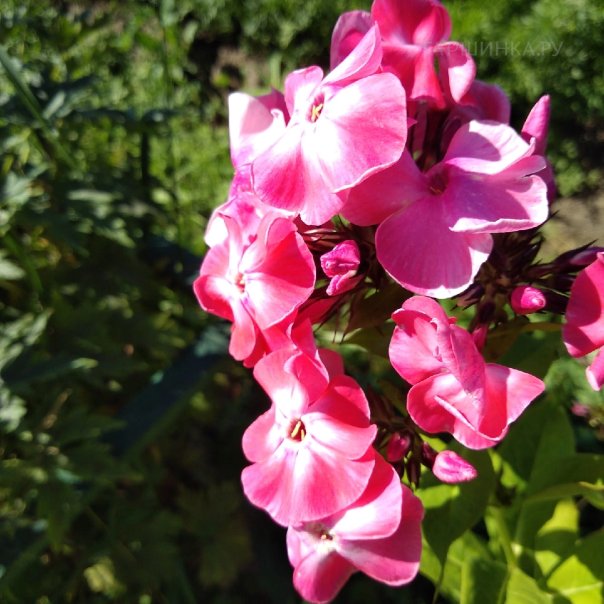 превью изображения отзыва