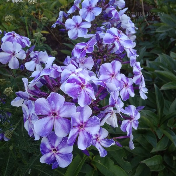 превью изображения отзыва