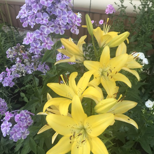 превью изображения отзыва