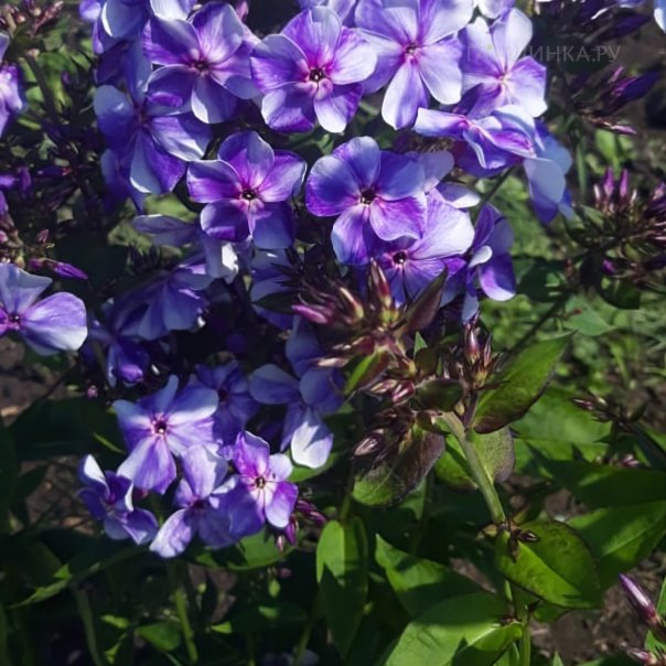 превью изображения отзыва