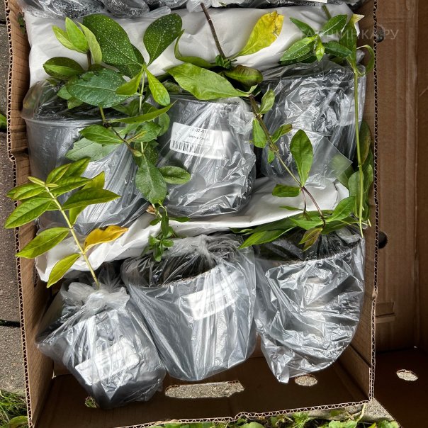 превью изображения отзыва