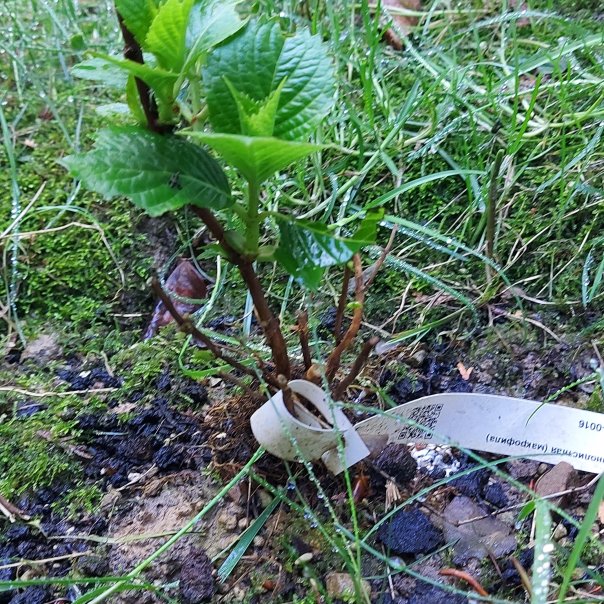 превью изображения отзыва