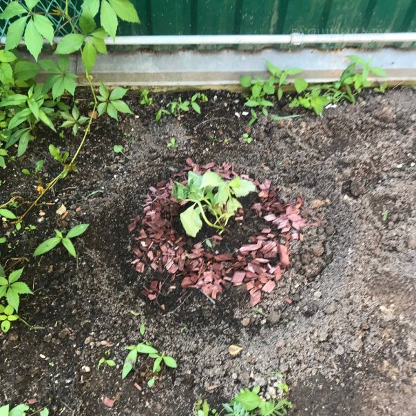 превью изображения отзыва