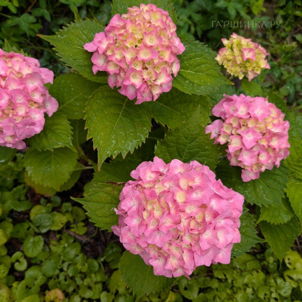 превью изображения отзыва