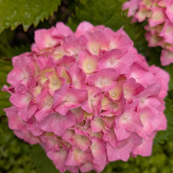 превью изображения отзыва